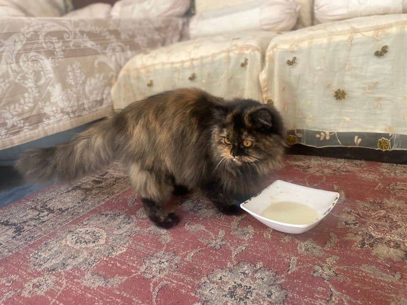 Persian cat 4