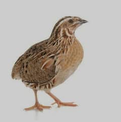 quail