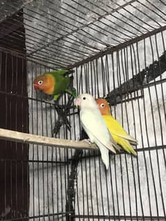 Love bird Breeder pair with cage & box