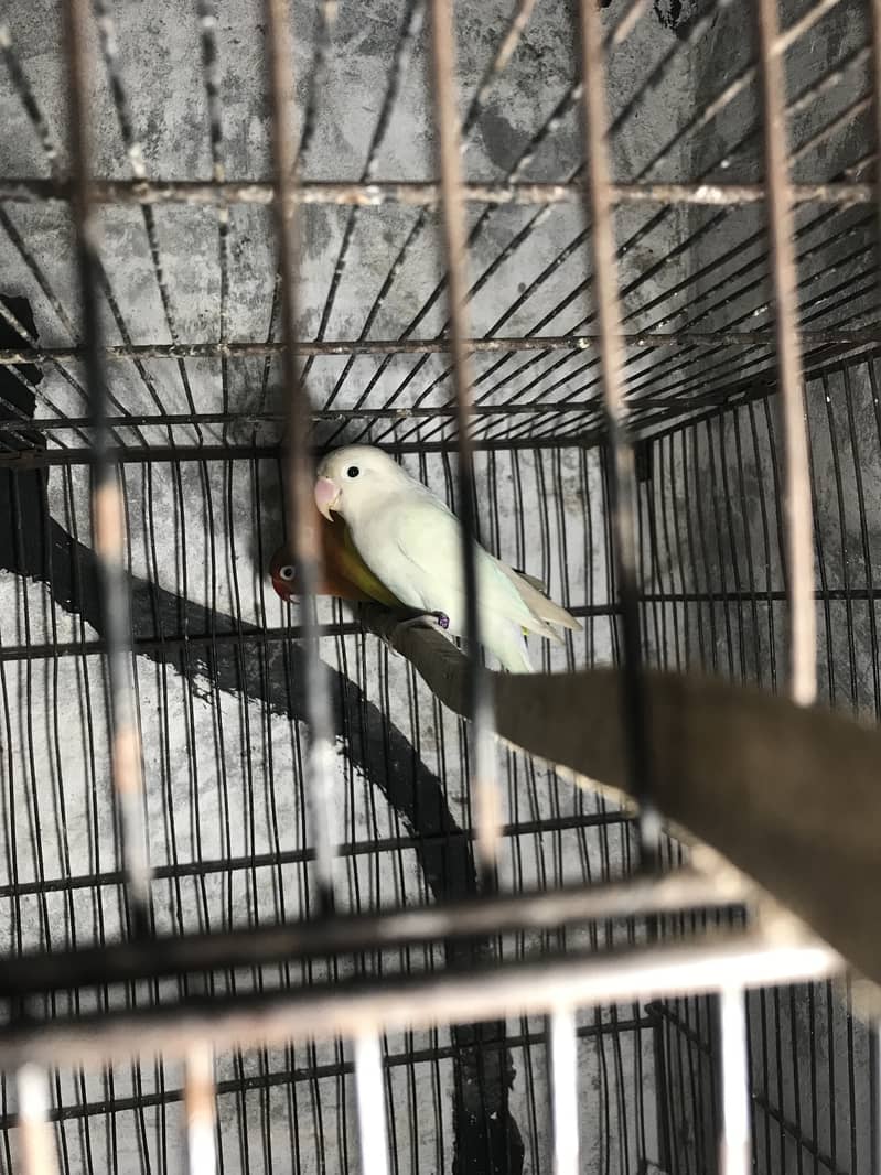 Love bird Breeder pair with cage & box 1