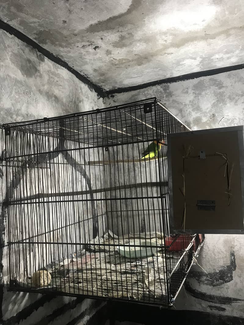 Love bird Breeder pair with cage & box 2