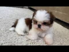 Shihtzu puppy available male female