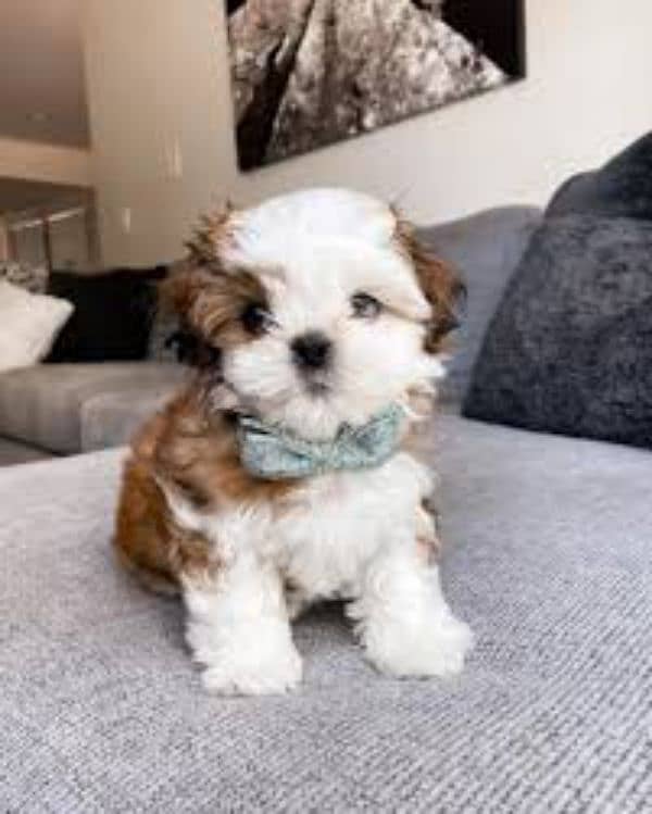 Shihtzu puppy available male female 1