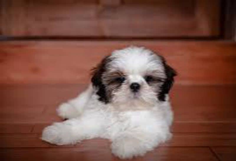 Shihtzu puppy available male female 2