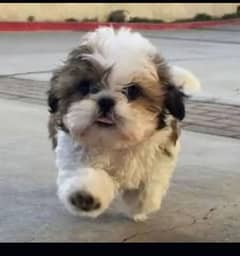 Shihtzu puppy available male female