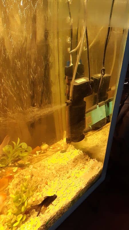 Fish Aquarium 4