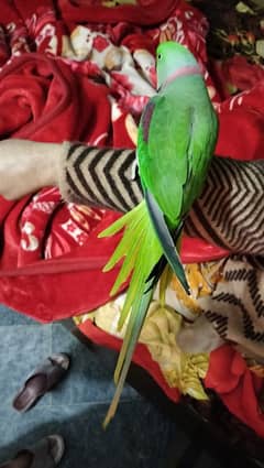 parrot male hai tame hai