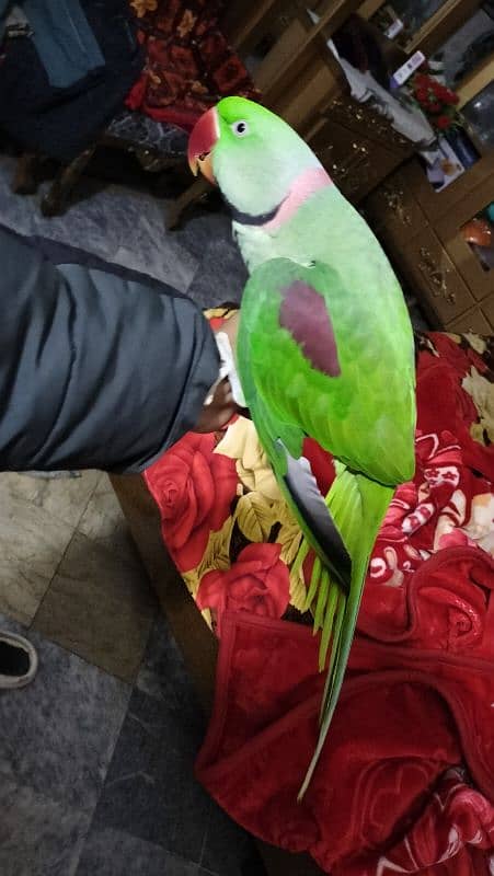 parrot male hai tame hai 3