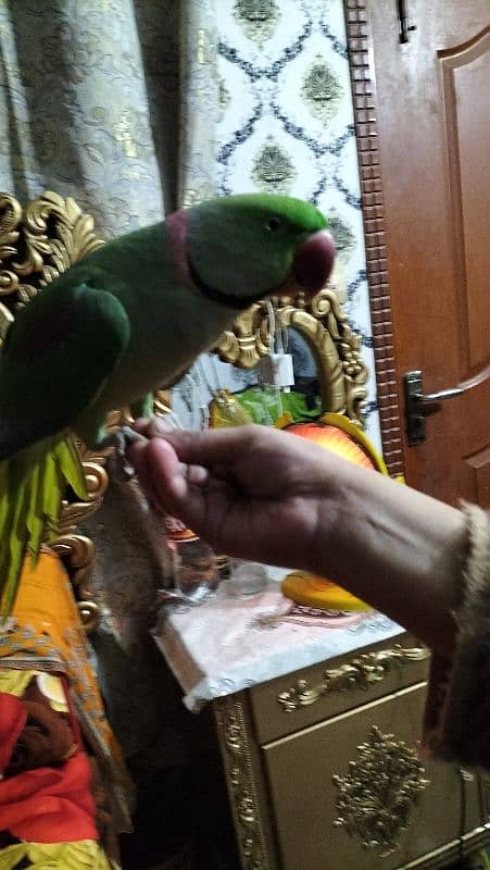 parrot male hai tame hai 4