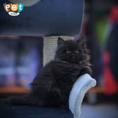 Persian Kittens | Black Kittens | Triple coated Kitten