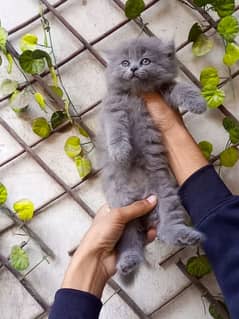 Persian gray male semi punch kitten