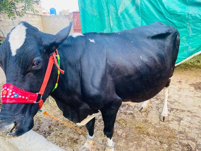 Cow garsi valaiti wari 1