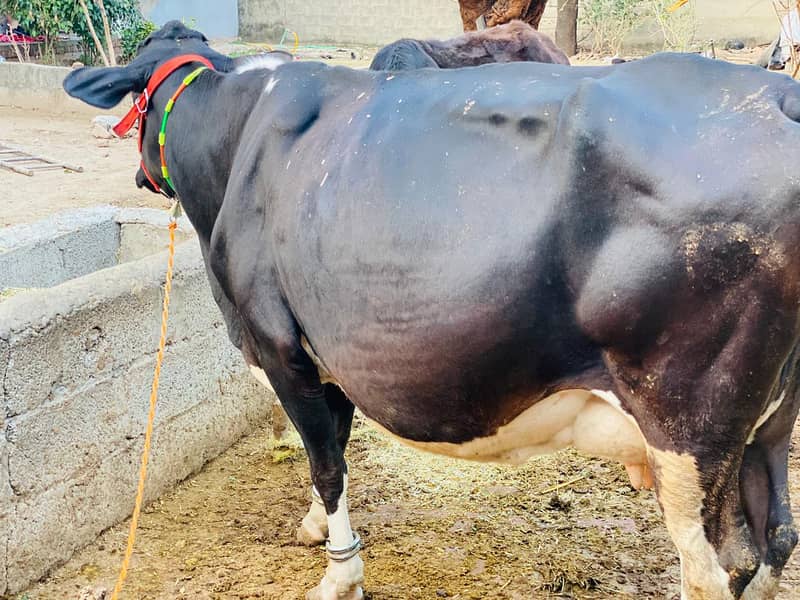 Cow garsi valaiti wari 2