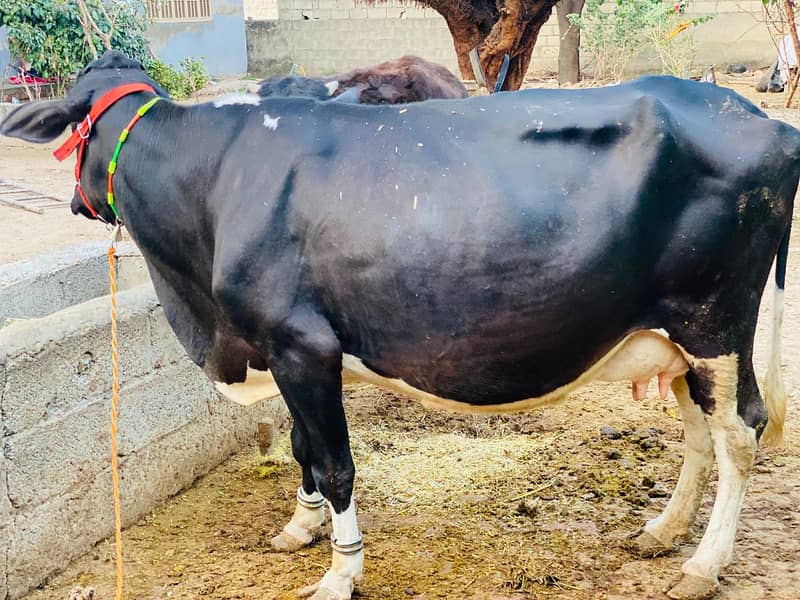 Cow garsi valaiti wari 3