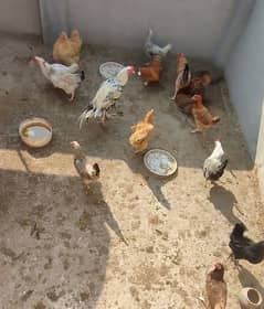 Ando wali MURGIAN for sale | Egg laying hen for sale