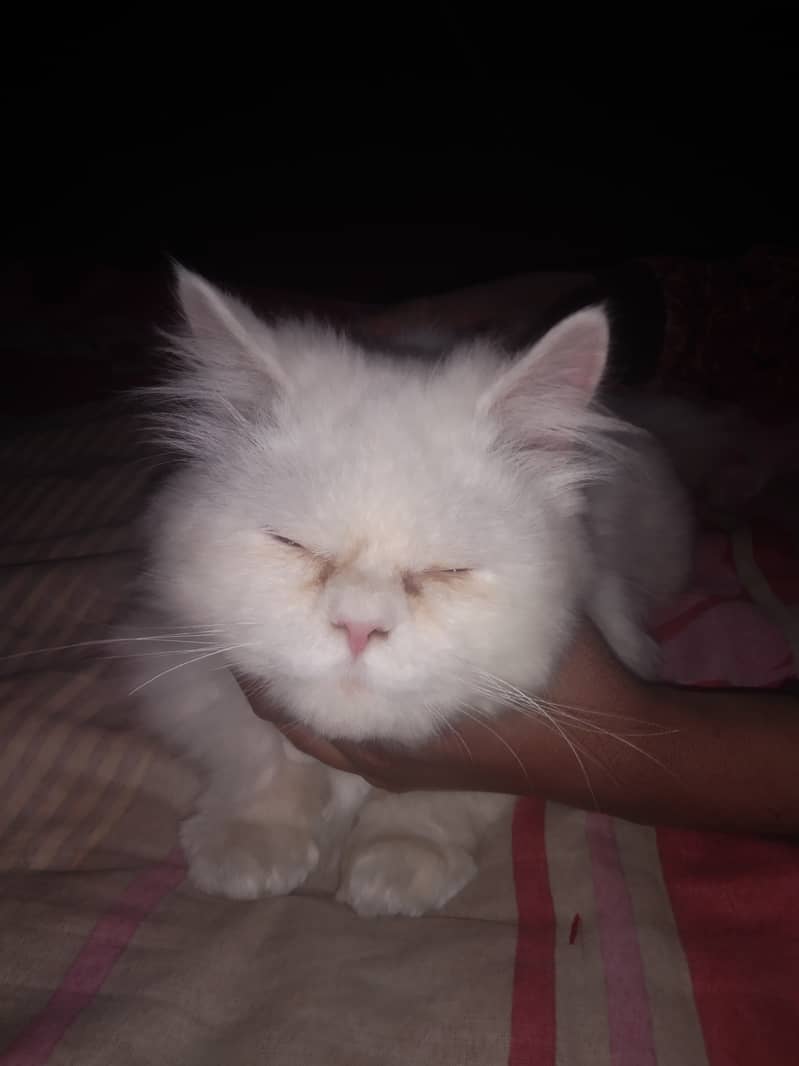 Persian pregnant cat punched face triple white Cort 5