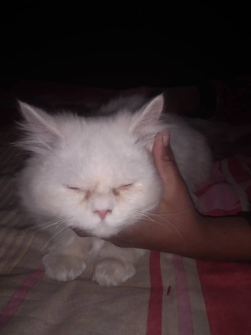 Persian pregnant cat punched face triple white Cort 6