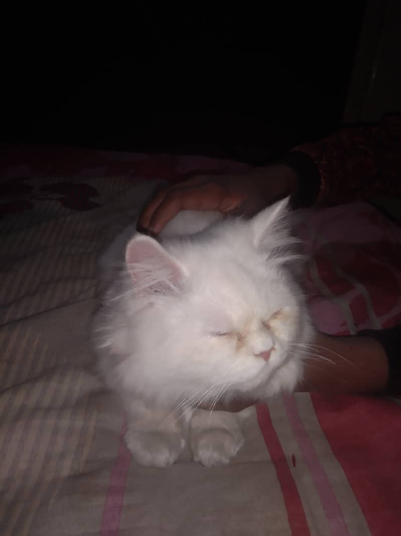 Persian pregnant cat punched face triple white Cort 7