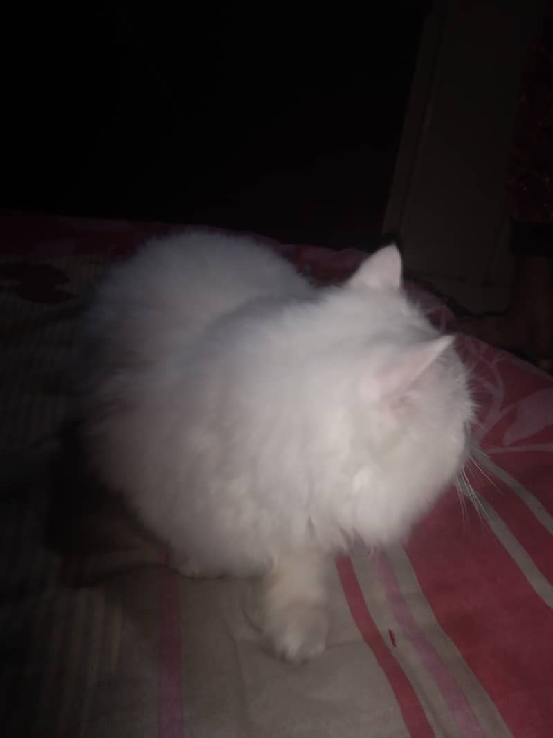 Persian pregnant cat punched face triple white Cort 8