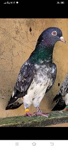 KASURI BREED pigeons for sale