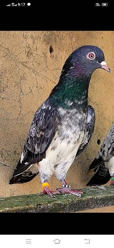 KASURI BREED pigeons for sale 0