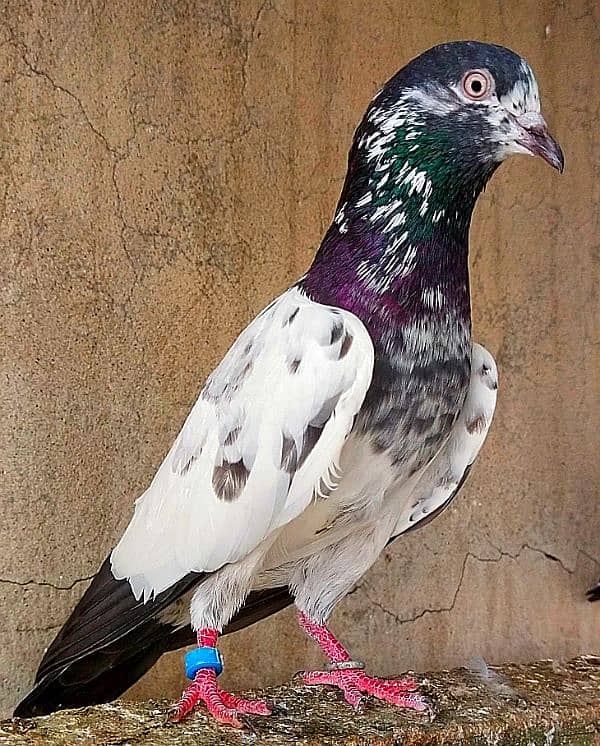 KASURI BREED pigeons for sale 1