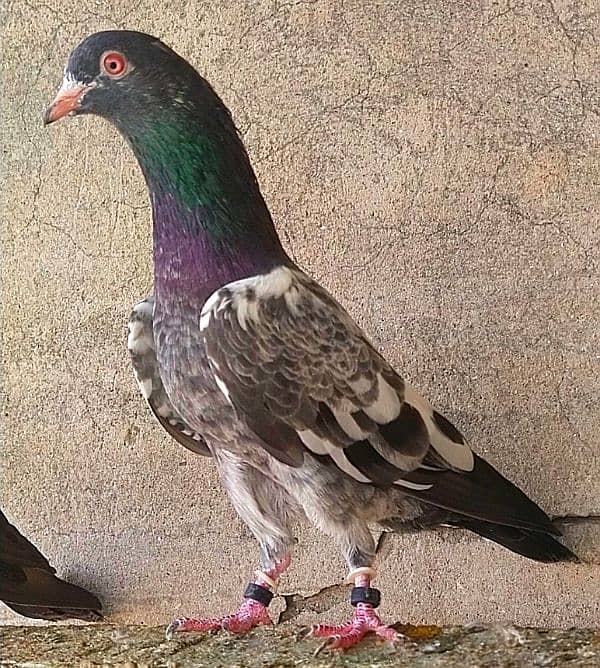 KASURI BREED pigeons for sale 2