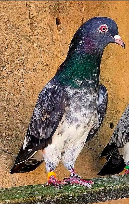 KASURI BREED pigeons for sale 3