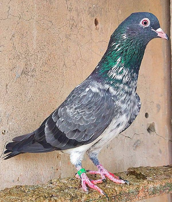 KASURI BREED pigeons for sale 4