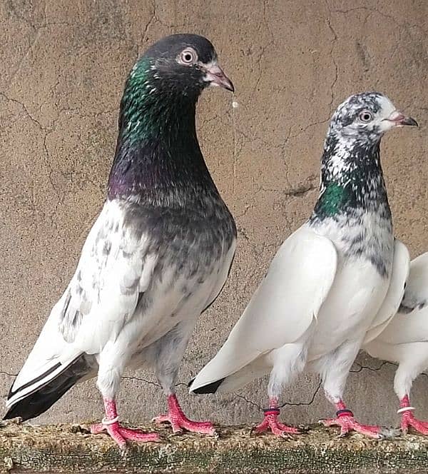 KASURI BREED pigeons for sale 5