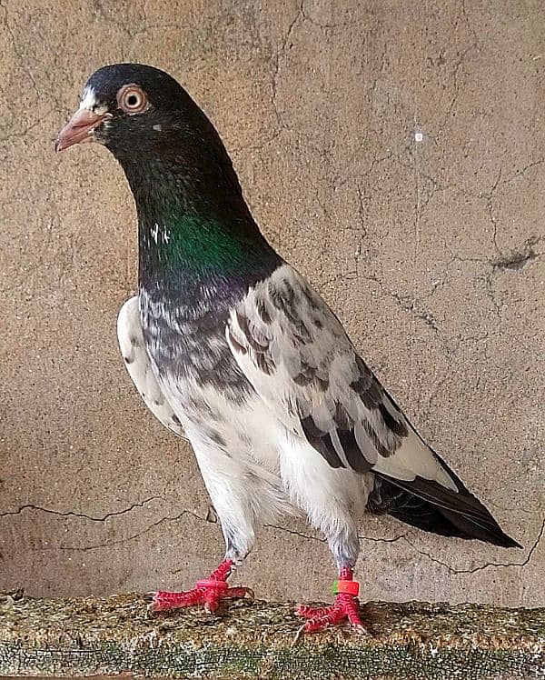 KASURI BREED pigeons for sale 6