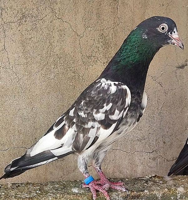 KASURI BREED pigeons for sale 7