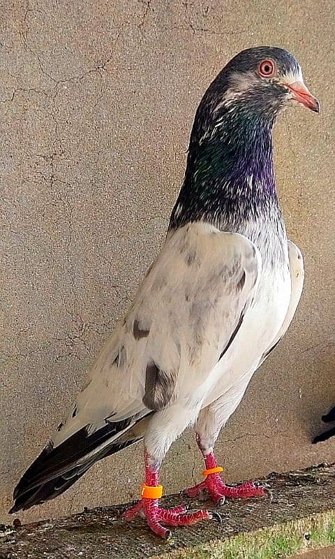 KASURI BREED pigeons for sale 8