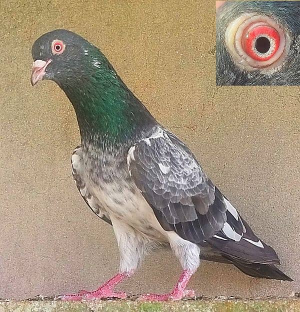 KASURI BREED pigeons for sale 9