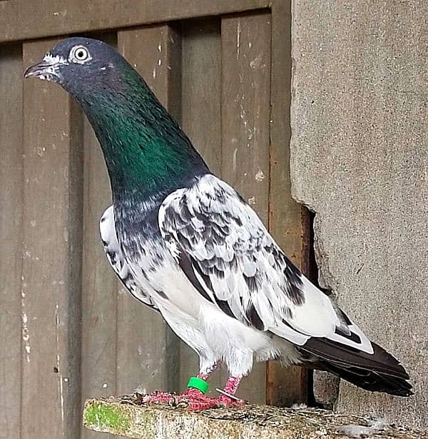 KASURI BREED pigeons for sale 10