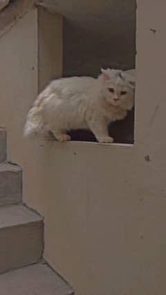 Persian cats pair for sale