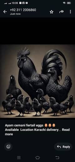 Ayam cemani and lohman Brown eggs gruy tounge fertail eggs