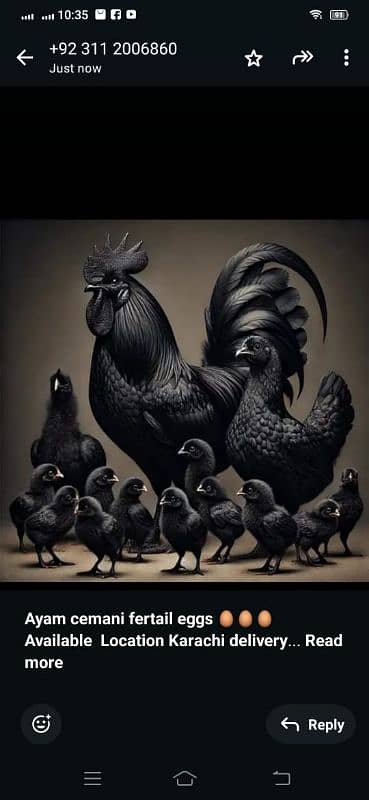 Ayam cemani and lohman Brown eggs gruy tounge fertail eggs 0