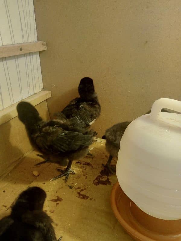 Ayam cemani gruy tounge chicks 2