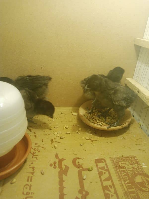 Ayam cemani gruy tounge chicks 4