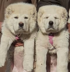 alabai dog pair 2 months for sale security dog