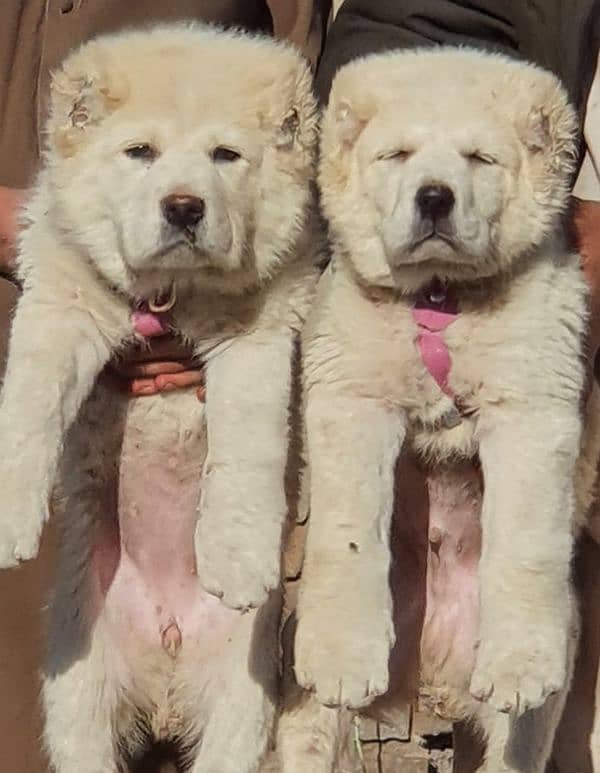 alabai dog pair 2 months for sale security dog 2