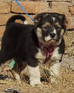 alabai dog male 2 month for sale security dog