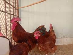 RIR chicks - rir hen - - desi hen-rir