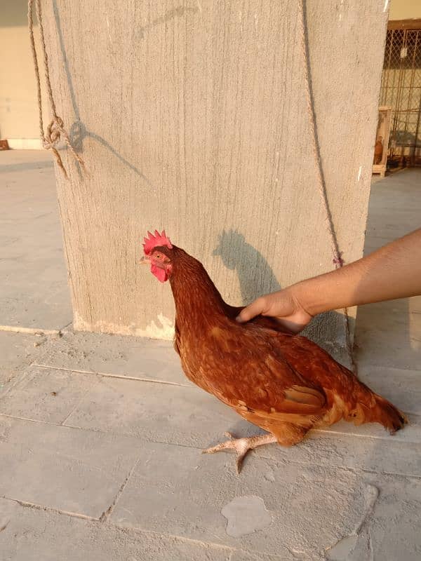 RIR chicks - rir hen - - desi hen-rir 1