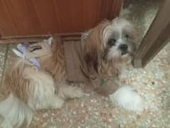 Extremely friendly Male Shih Tzu for sale