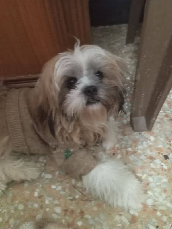 Extremely friendly Male Shih Tzu for sale 1