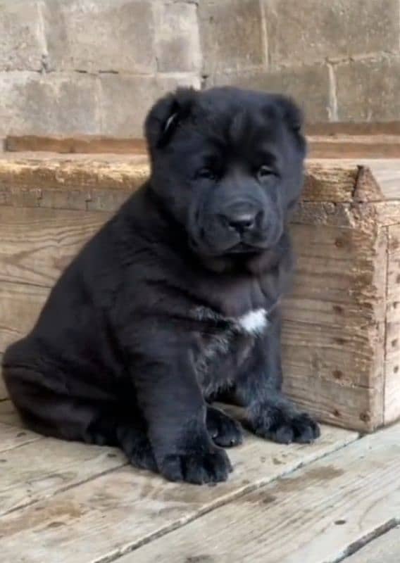 alabai dog male 2 month for sale security dog 0