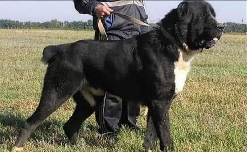 alabai dog male 2 month for sale security dog 1