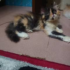 Persian cat My WhatsApp number 03304246398 for sale